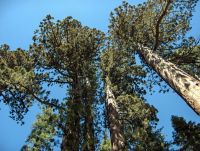 The majestic Giant Sequoia trees in Mariposa Grove, Yosemite